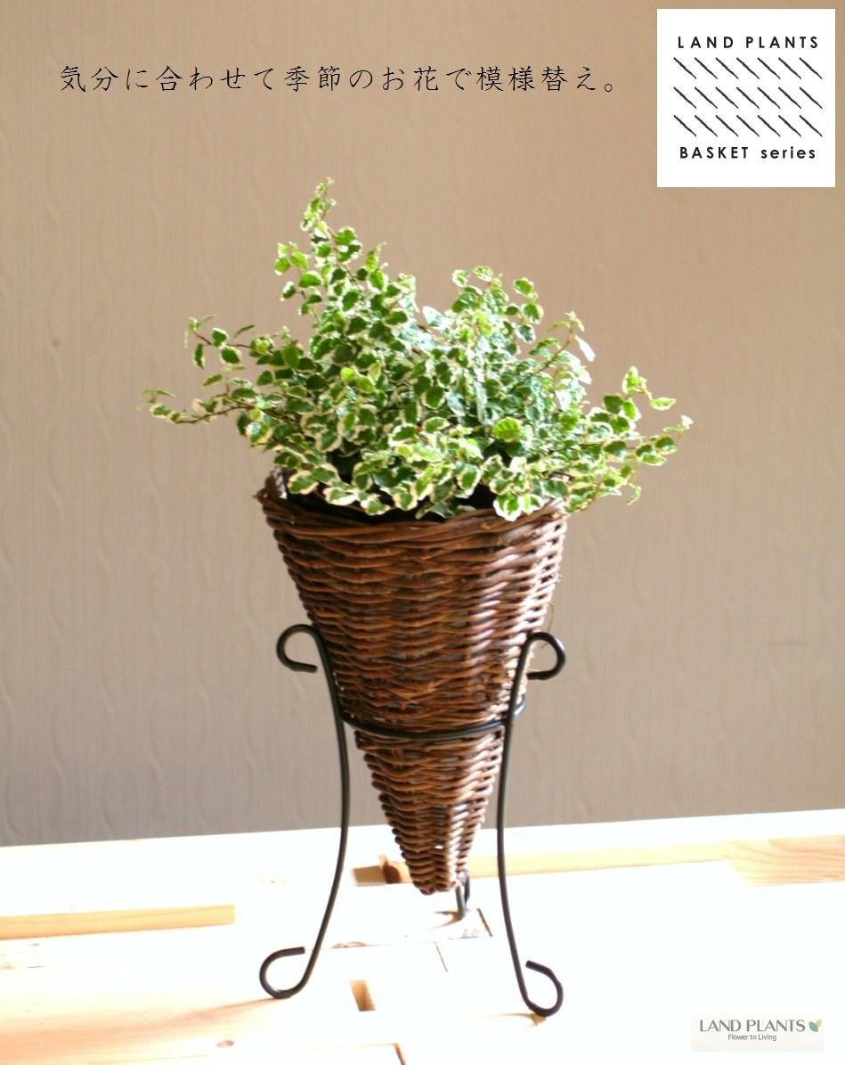 Amazon.co.jp: LAND PLANTS 観葉植物 三角コーン型 アイアンスタンド