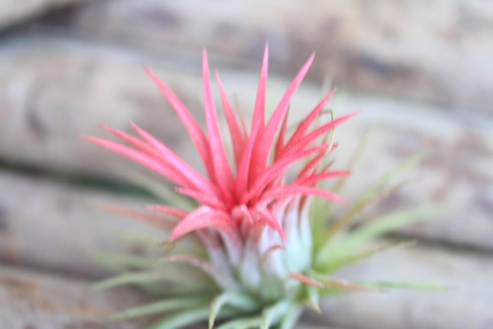 Amazon｜イオナンタ・ルブラ エアプランツ チランジア エアー