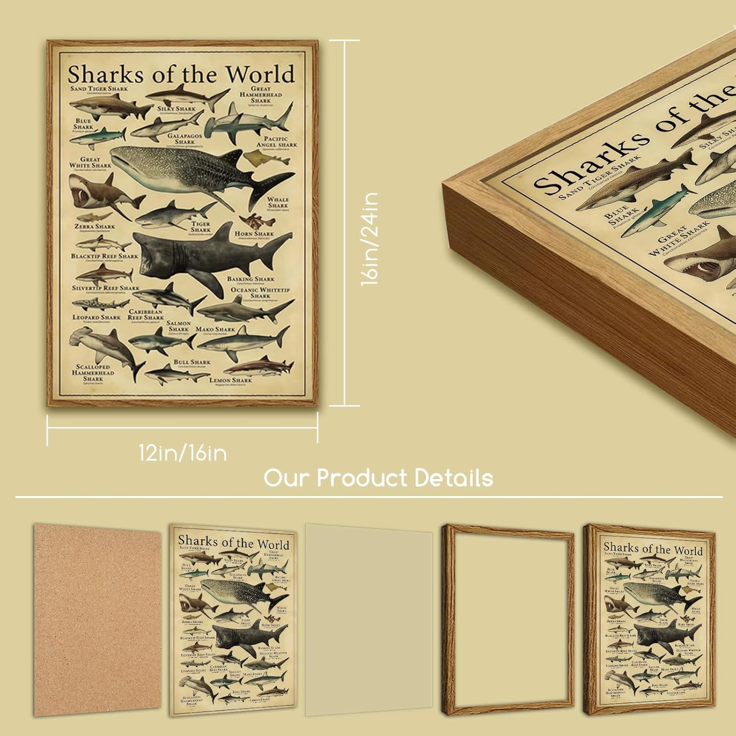 Framed Sharks Wall Art Educational Shark Poster Vintage Marine Biology Picture Nautical Sea Life Painting Ocean Animal Art Print for Kids Room Bathroom Classroom Office Décor 16x24 inch