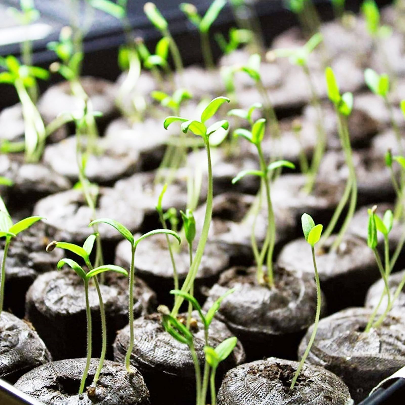 Cápsulas Germinadoras Para Plantas | 10 Unidades De Bloques De Nutrientes Comprimidos Para Sustrato - Sustrato Comprimido Para Siembra Con Bloqueador De Tierra Accesorios De Jardinería Para Macetas Ex