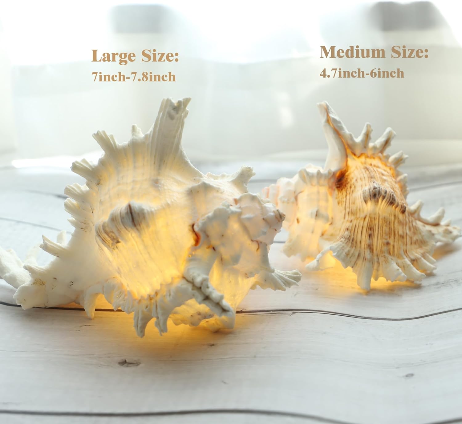 MIYA LIFE Magic Conch Shell Lamp – LED Lighted Real Conch Shell Night Light (7.2''-8.0'') USB/Battery-Powered Seashell Lamp for Bedroom Beach Decor (White, Large)