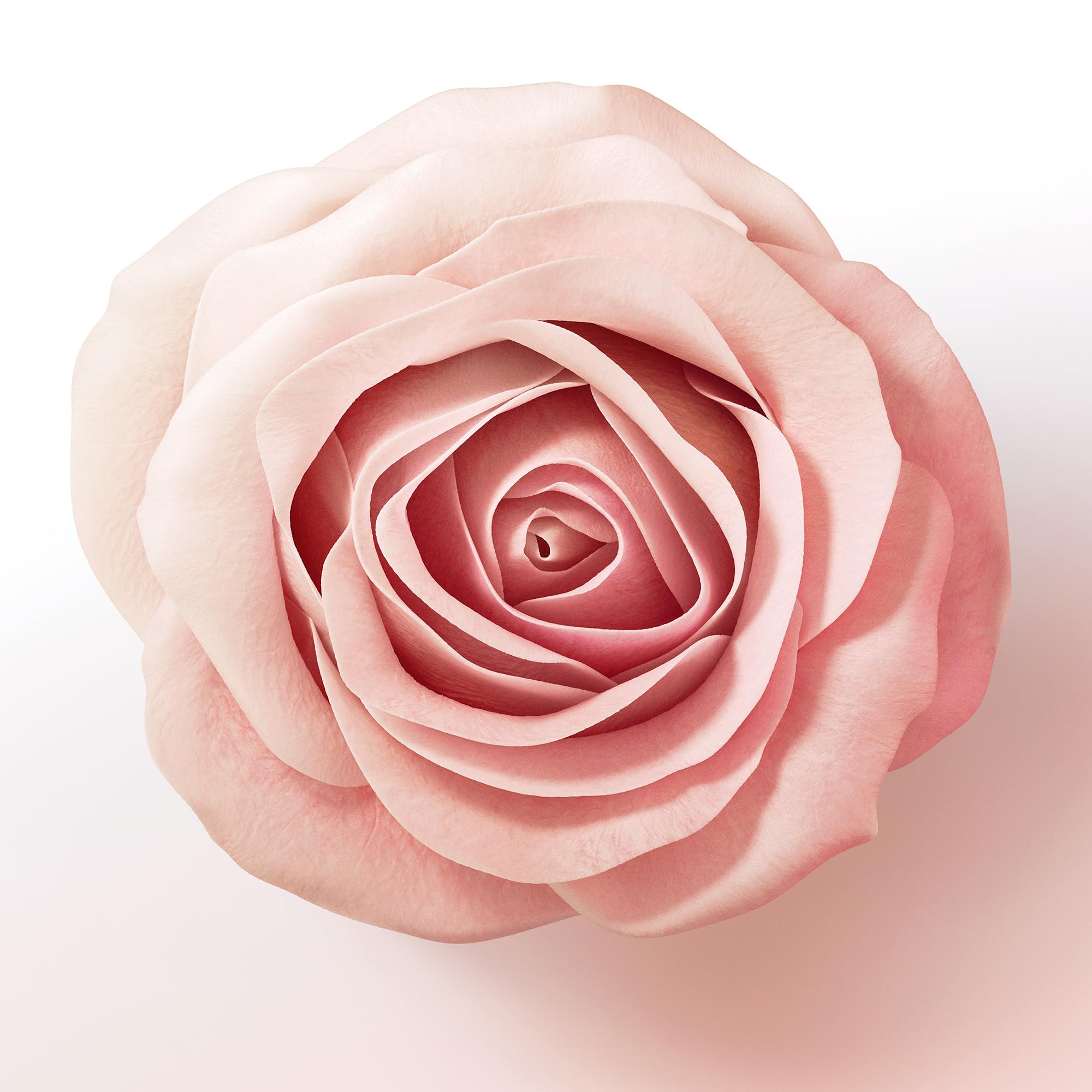 Pantene Après-shampoing Épaississant Biotine Et Eau De Rose, Lift & Volume, XL Avec Pompe, 1000 ml
