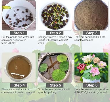120 Pcs Mixed Color Bonsai Bowl Lotus Seeds,Easily Low Maintenance for Water Features Bonsai Lotus Flower Ornamental Pond and Home Planting