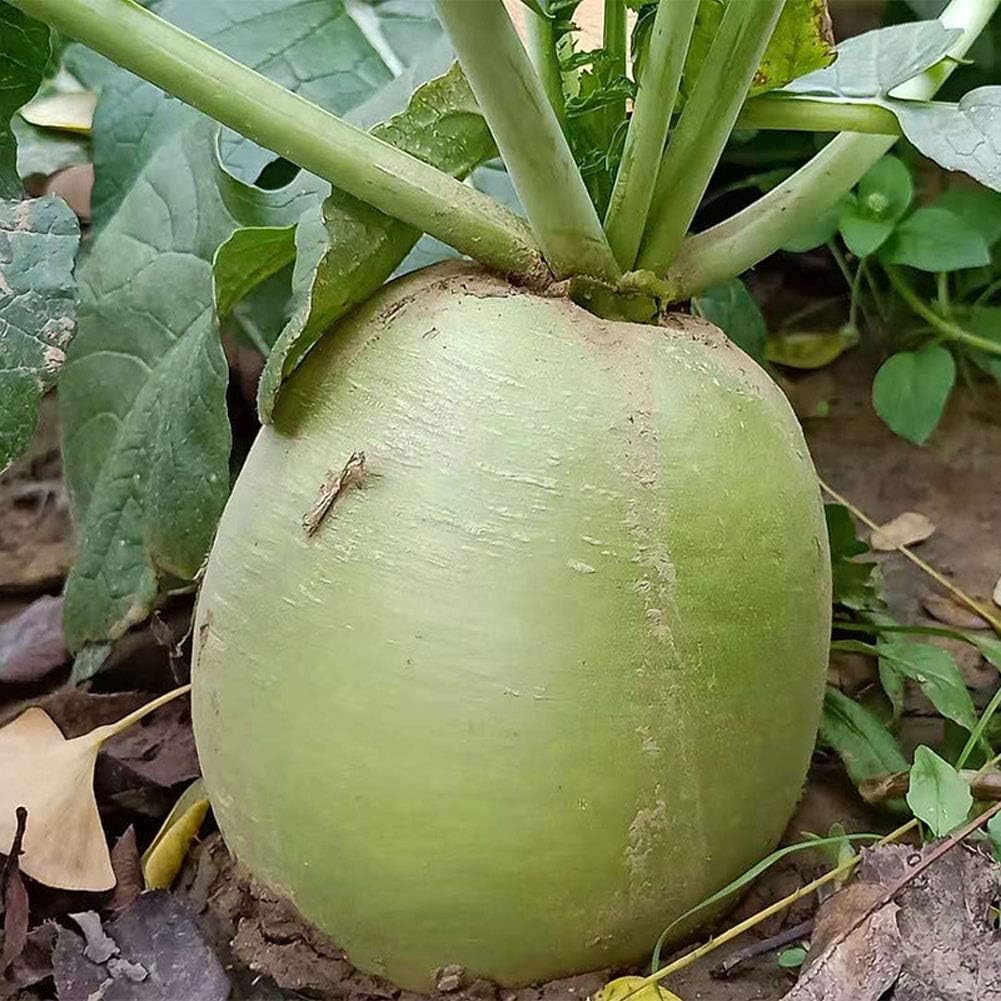 Heirloom Red Beetroot Seeds For Home Planting-(200 Seeds)
