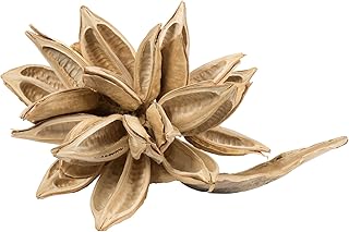 Vickerman Bleached Star Pod Extra Large 12