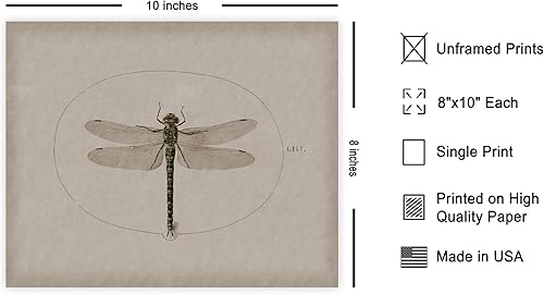 Miniatura 2 de Poster Master Póster vintage de libélula, impresión retro de artificio de insectos, arte de insectos, gran regalo para hombres, mujeres, amantes de
