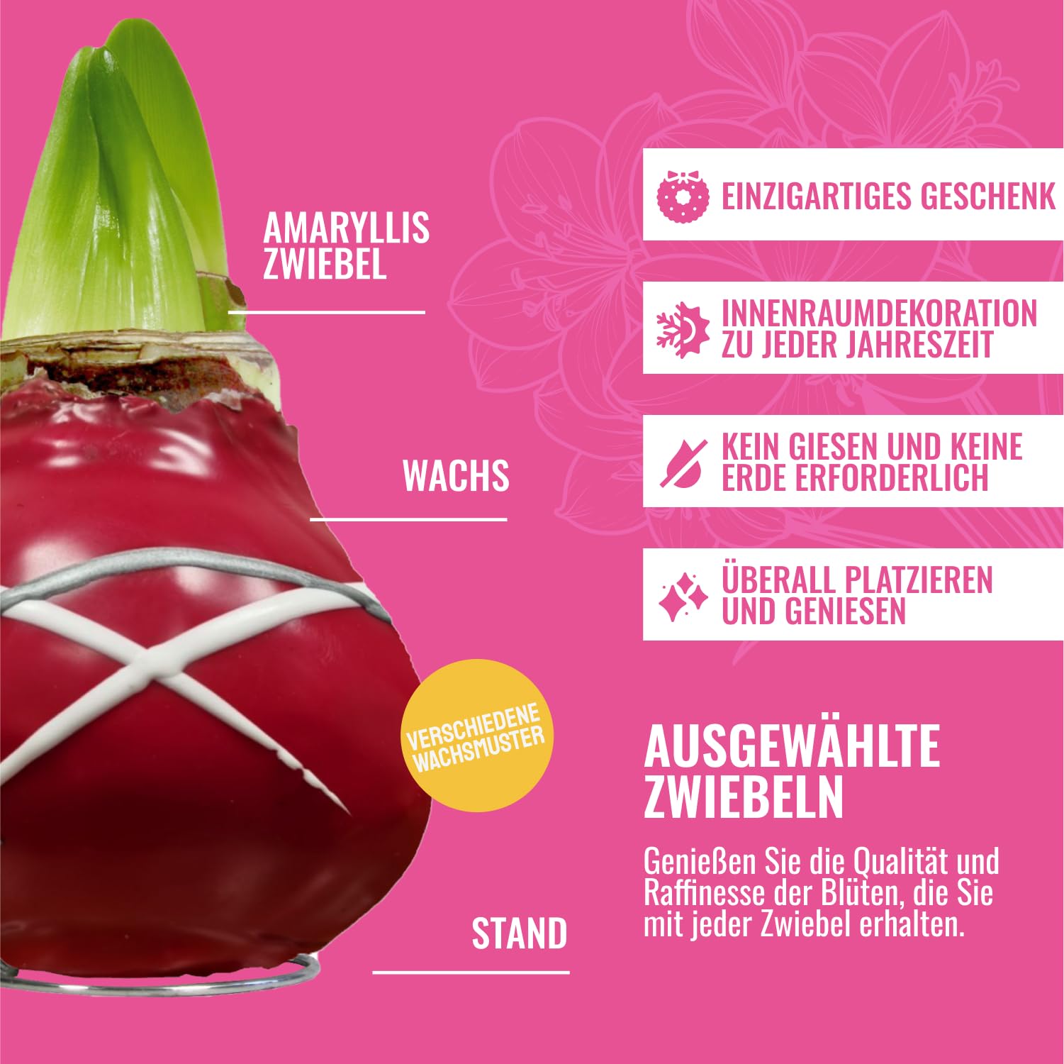 Cera Amaryllis Cipolle Striped Red – Ceramaryllis 28/30 grande formato | 2 pezzi | cerato/cera | senza irrigazione | Piante da appartamento olandese – Hippeastrum (senza vetro, vaso e vaso)