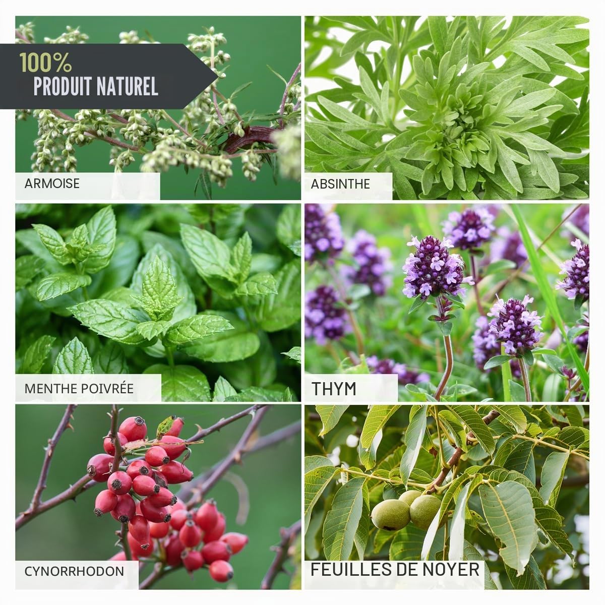 ReaVET Wormwood Mix Gouttes liquides liquides, Alternative Vermifuge, Avant, Pendant et après l'infestation de vers Chien, Chat et Lapin, Tous Les Animaux de Compagnie