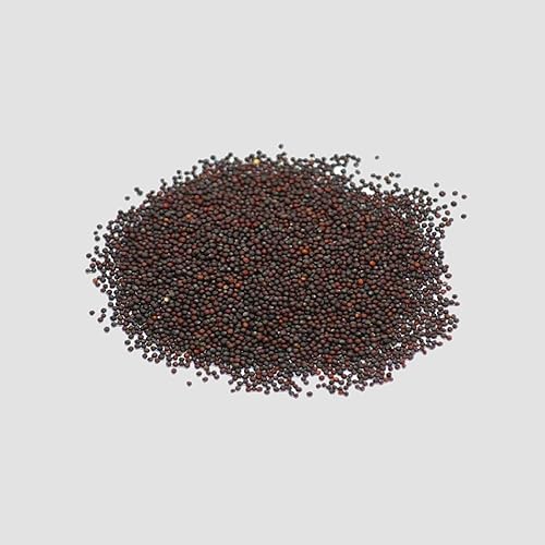 Miniatura 2 de Black of Tuscany Kale, 100 semillas, semillas de jardín sin OMG de Country Creek, también conocidas como Acrescavolo Nero, lacinato Kale, Dinosaur