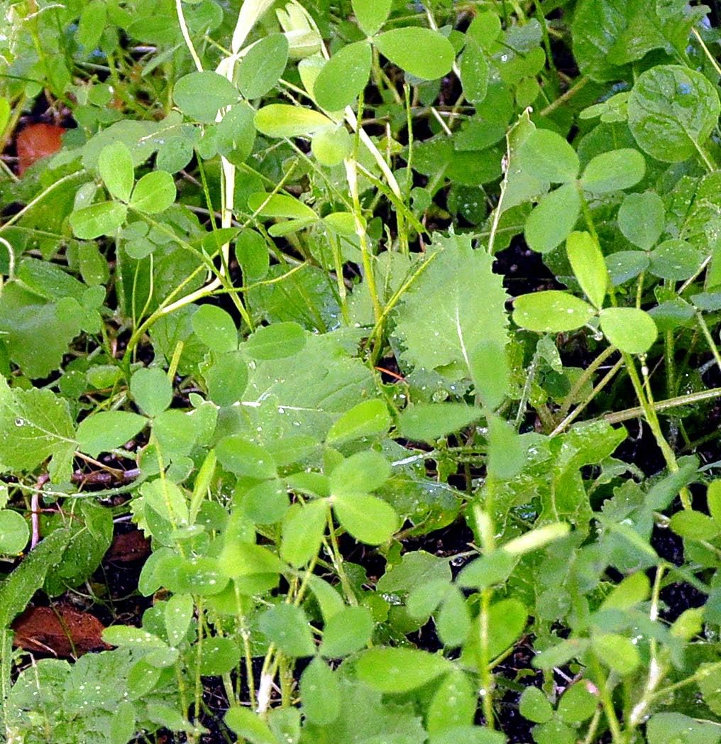 Whitetail Institute Vision Deer Food Plot Seed for Fall Planting, Perennial Blend of Clover, Chicory and Kale to Attract and Hold Deer, Heat, Cold and Drought Tolerant, 4 lbs (.5 Acres) : Sports & Outdoors