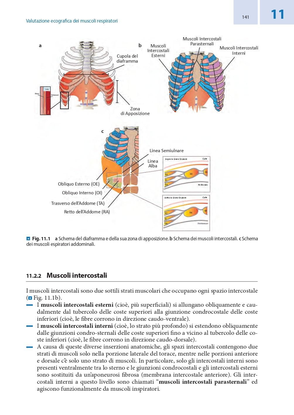 Competenze ecografiche di base per intensivisti