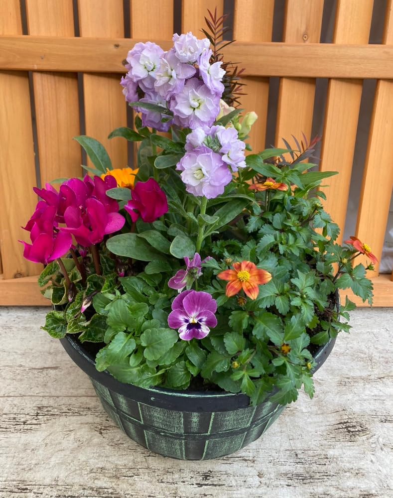 Amazon.co.jp: 季節の寄せ植え アンティーク（樽）柄 軽量プラスチック