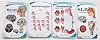 Blue Tree Publishing SLP, Swallowing, Speech Articulation, Brain Anatomy Anatomical Pocket Charts Set 4x5.25inch