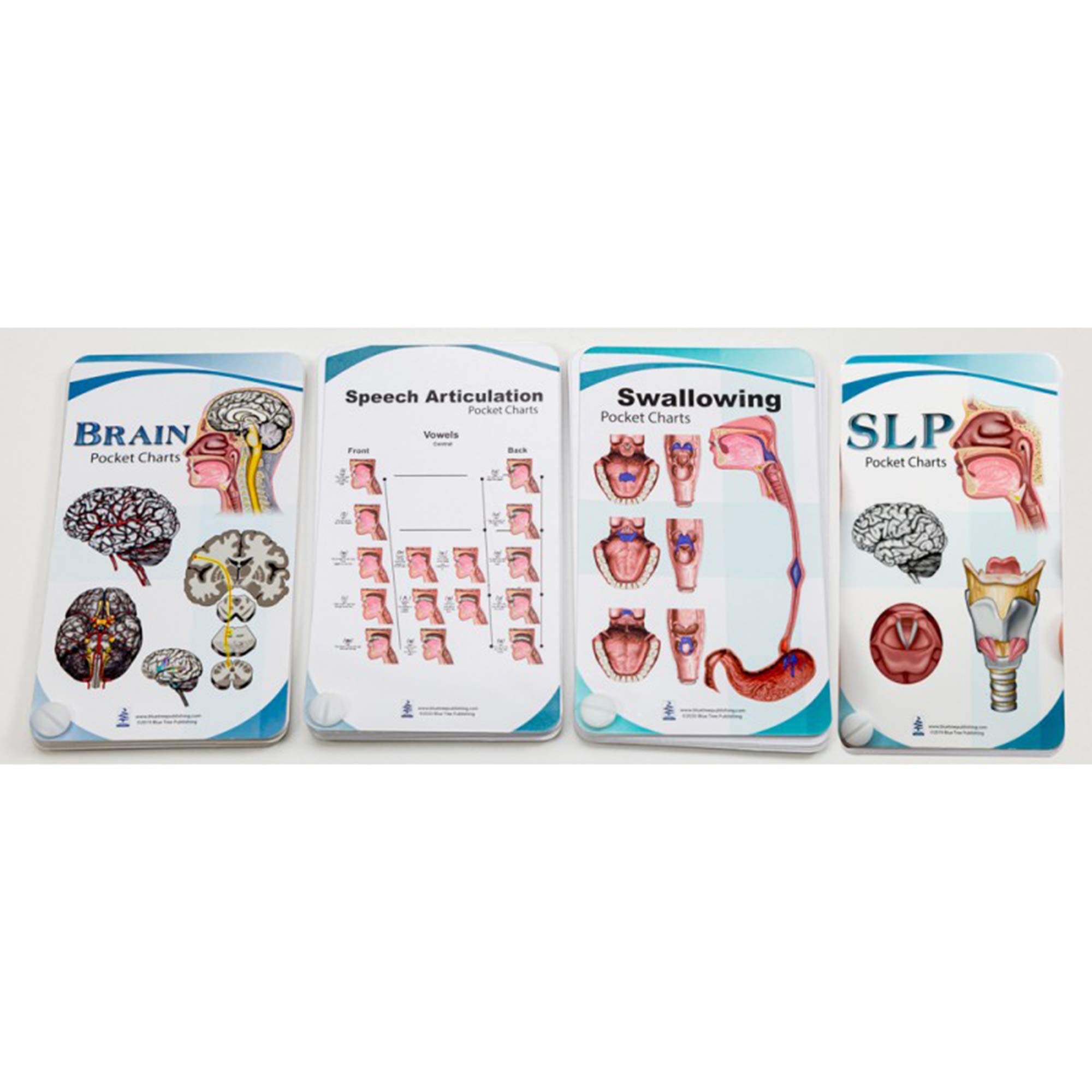 Blue Tree Publishing SLP, Swallowing, Speech Articulation, Brain Anatomy Pocket Charts Set