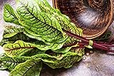 NIKA SEEDS - Seeds Herb Sorrel Bloody Dock Red Veined - 100 Seeds