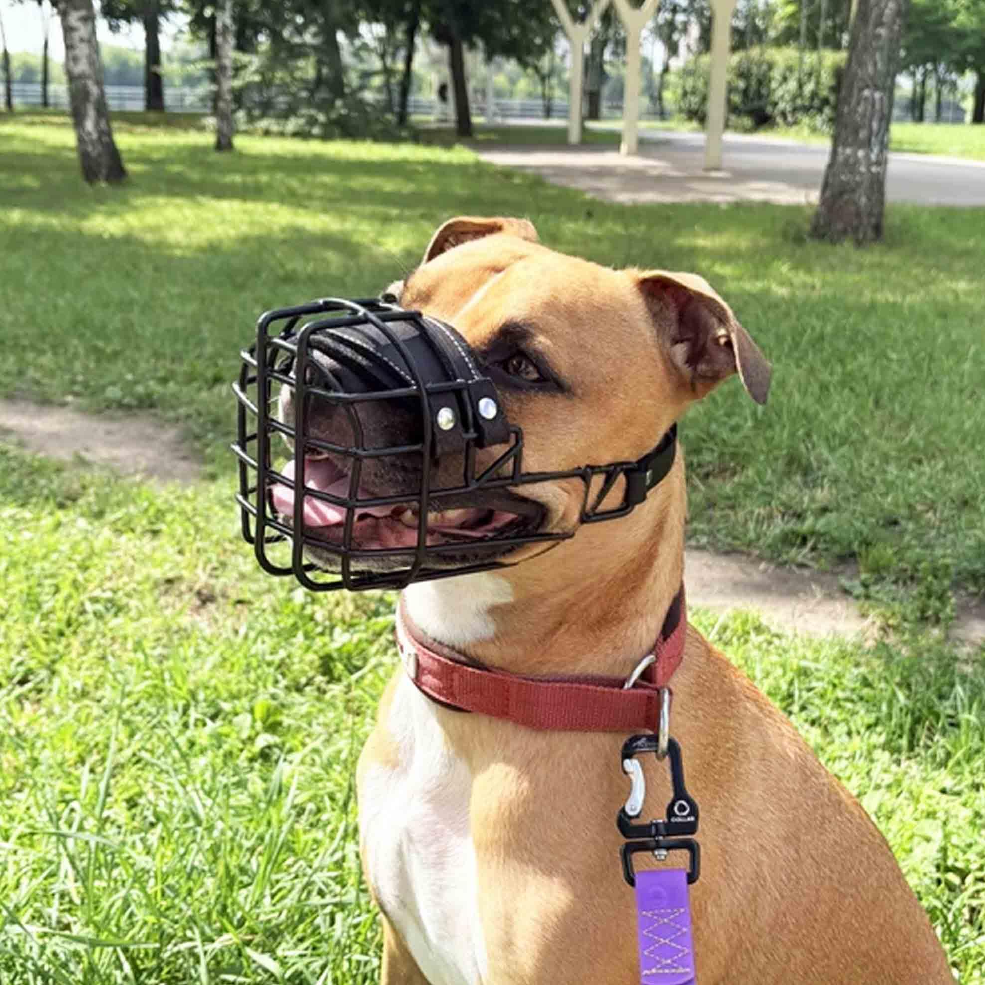Bozal de Metal para Perro #37 para Amstaff y Pit Bull - Cesta de Alambre recubierta de plástico para Calavera Ancha - Correas de Cuero Transpirables y Ajustables