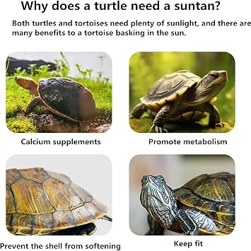 Large Turtle Resting Basking Platform, Double Ladder Plastic with Feeding Box,Tortoise Tank Climbing Terrace for Frog Terrapin (Large,Green)
