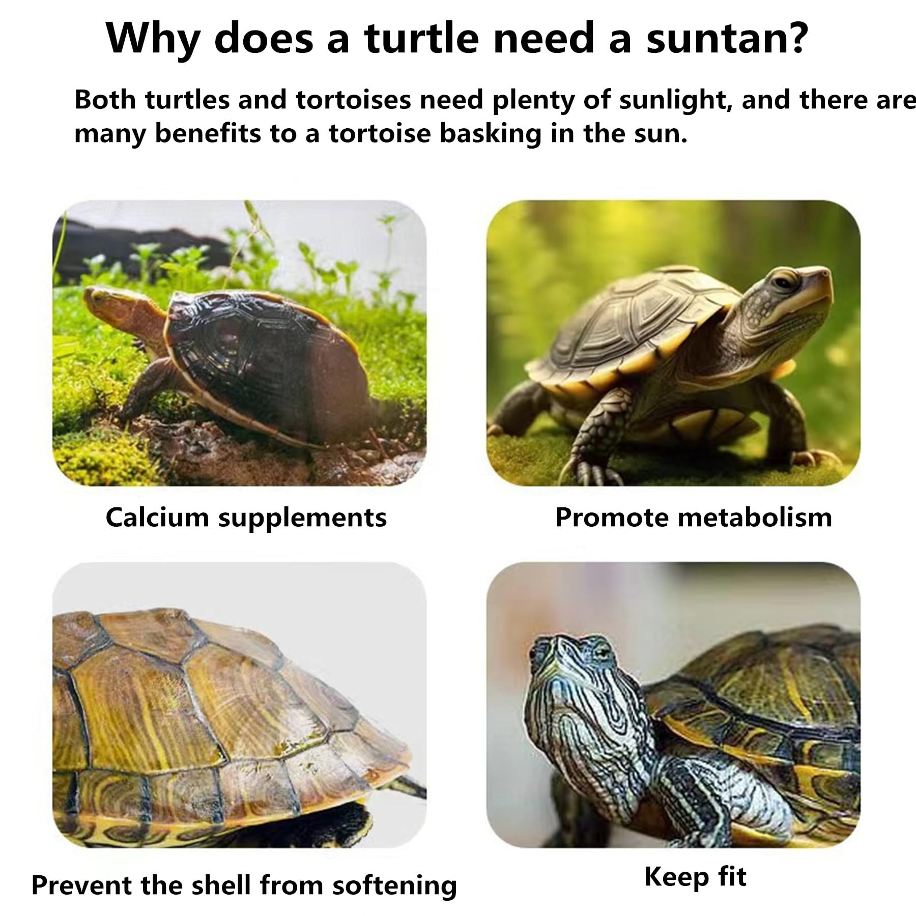 Snapklik.com : Small Turtle Resting Basking Platform, Double Ladder ...