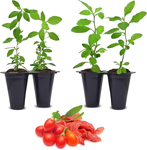 Goji Berry (Wolfberry) Live Starter Plants, 4-Pack