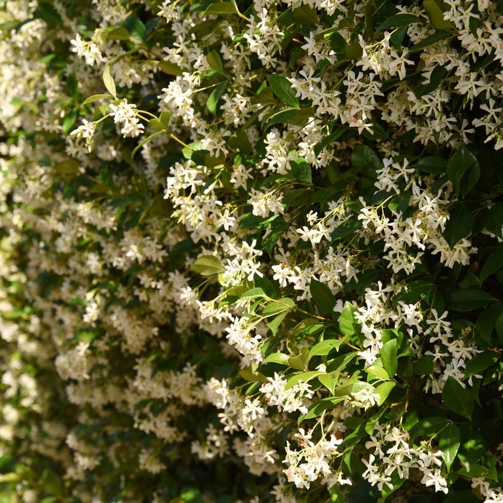 Perfect Plants Confederate Jasmine Live Plant, 1 Gallon Pot - 2 Pack, Includes Care Guide