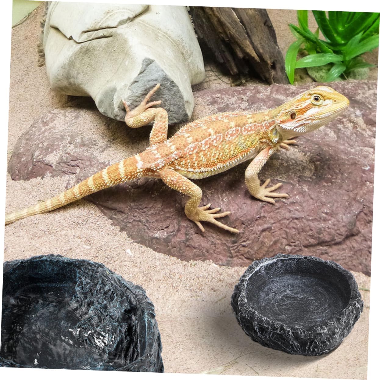 1set Reptile Feeding Bowls Includes Tortoise Water Dish Crab Dish Bearded Dragon Food Bowl and Feeding Tongs for Terrarium Care