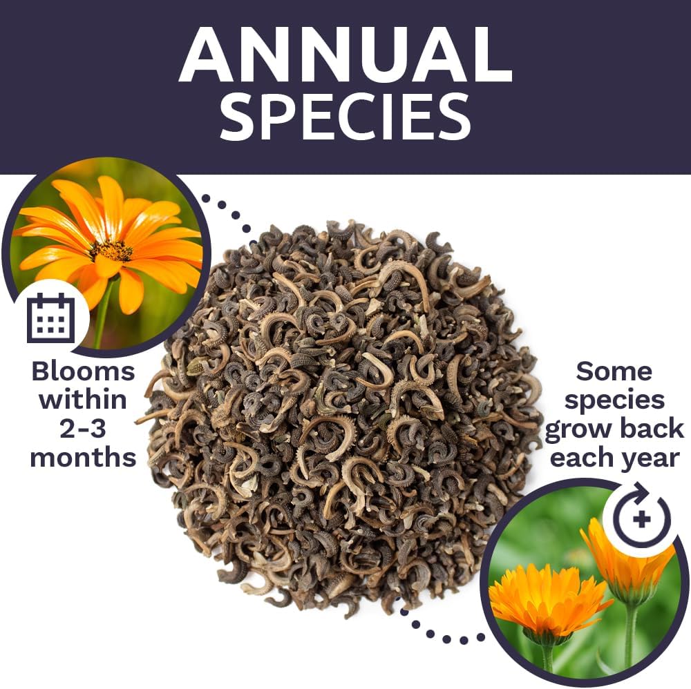 Calendula ‘Pacific Beauty Mix’ – Bulk Quarter Pound Bag – Over 12,000 Open Pollinated Non-GMO Wildflower Seeds – Calendula officinalis