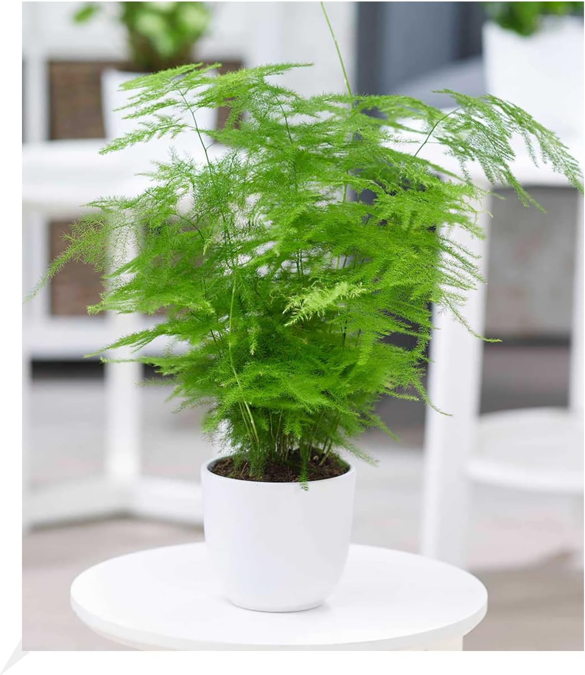 BALDUR Garten Asparagus Plumosa, 1 Pflanze, Zierspargel Zimmerpflanze