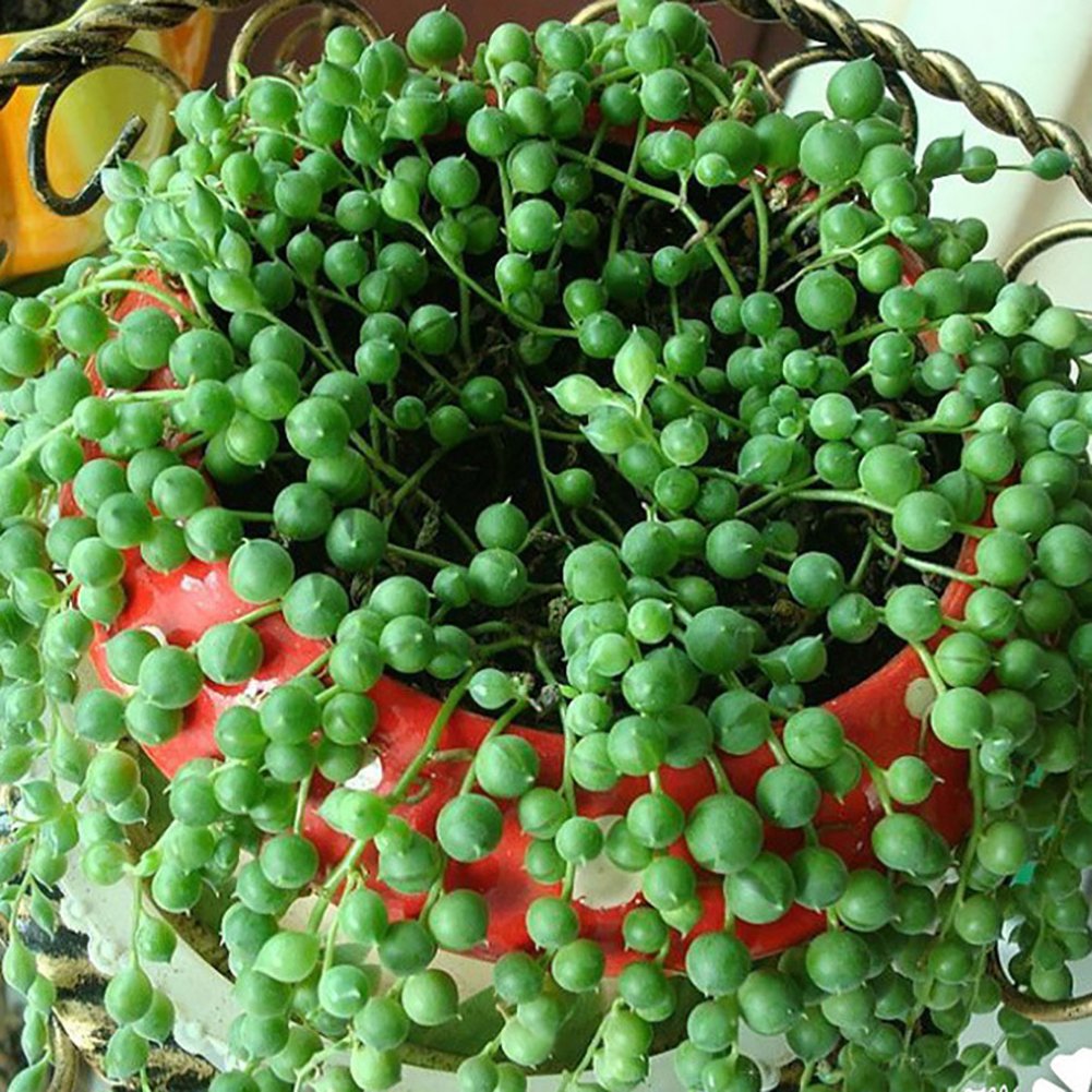 Seed 50Pcs Beautiful Pearl Chlorophytum Seeds Home Bonsai Potted Plants Ornament