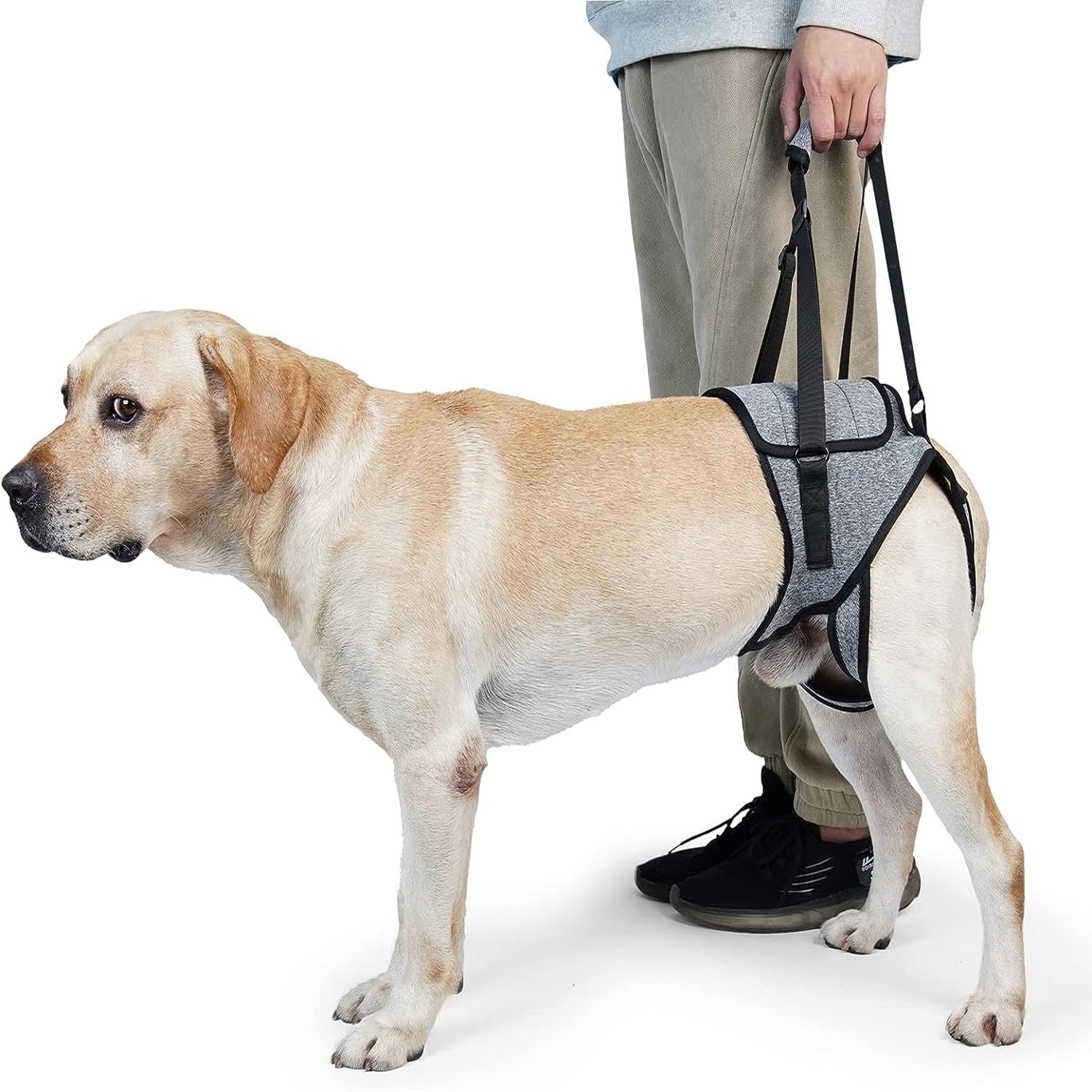 Pettorina Morbida Regolabile per Cani Disabili Feriti Artritici, Imbracatura per Zampe Posteriori di Piccola Taglia Media Grande(L)