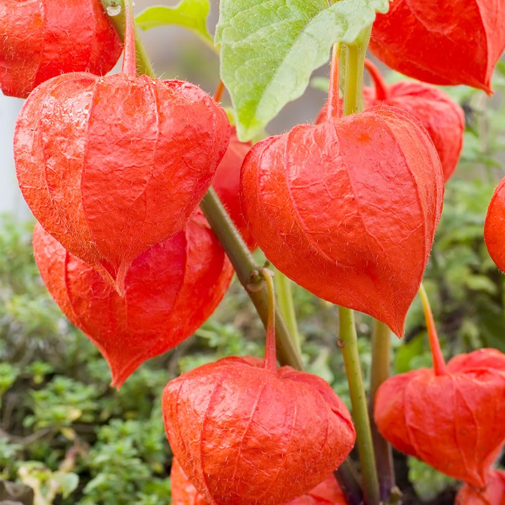Chinese Lanterns Physalis Alkekengi Seeds – Lasting Interest for Borders or Cut Flowers – RHS Award of Garden Merit – Hardy Perennial – for Your Beautiful Garden
