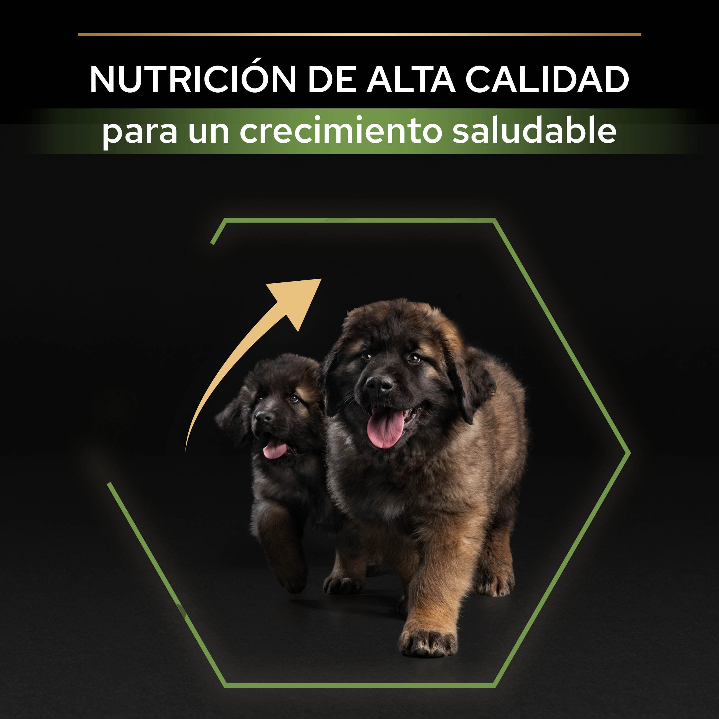 Pro Plan PURINA PRO PLAN Large Robust Puppy Healthy Start, Welpenfutter trocken, reich an Huhn, 1er Pack (1 x 12 kg)