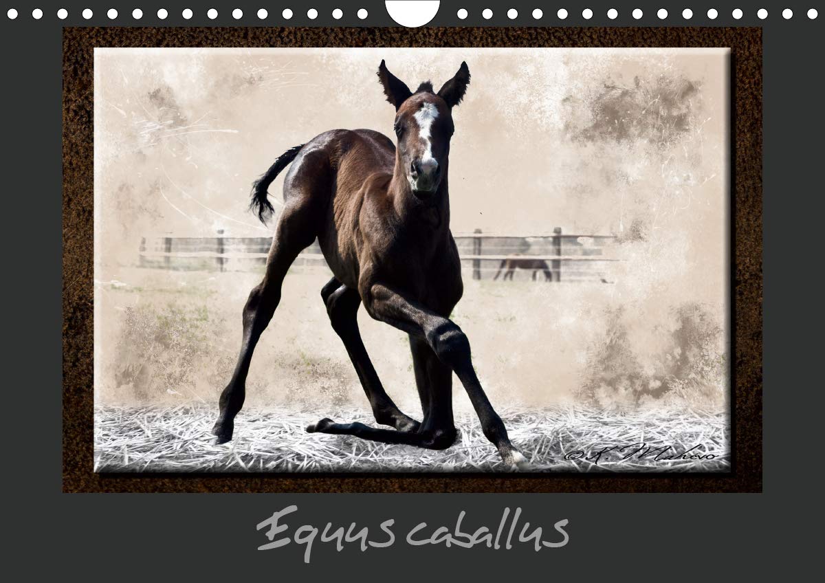 Equus caballus 2020: Cheval et équipement (Calvendo Animaux)