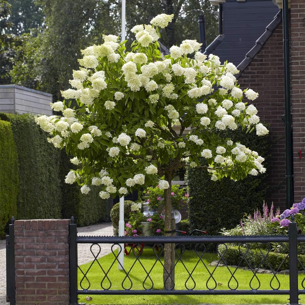 Brighter Blooms - Limelight Hydrangea Tree, 2-3 ft. - No Shipping to AZ