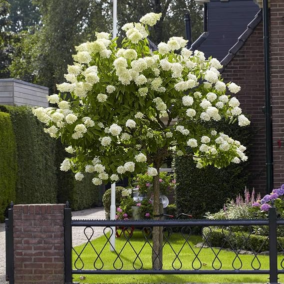 Brighter Blooms - Proven Winners Limelight Hydrangea Tree, 4-5 ft. - No Shipping to AK, AZ, HI
