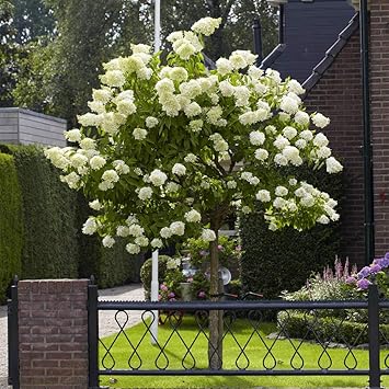 Brighter Blooms - Proven Winners Limelight Hydrangea Tree, 4-5 ft. - No Shipping to AK, AZ, HI