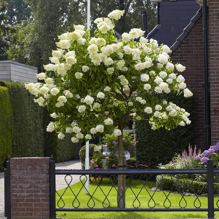 Amazon.com : Brighter Blooms - Limelight Hydrangea Tree, 4-5