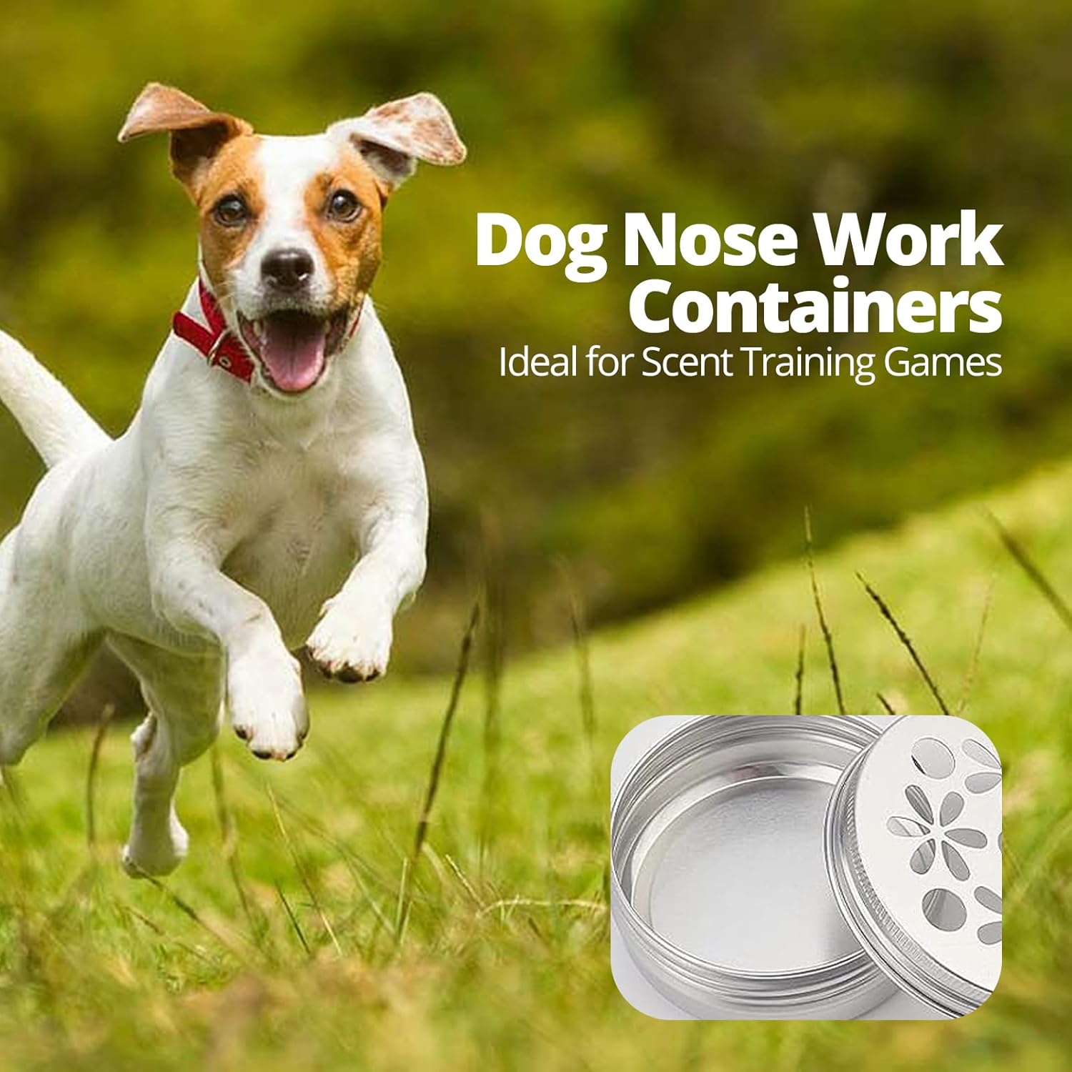 Unleash Your Dog