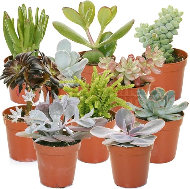 Succulent Mix - 10 Plants - House/Office Live Indoor Pot Plants