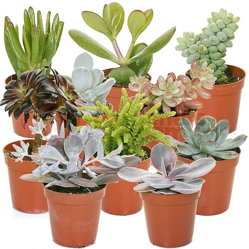 GardenersDream 10 Succulent Plants - Real Indoor Plants for Desks, Shelves, and Windowsills - Healthy and Lively Air Purifying Plant - Great Gifts for Plant Lovers (5β25 cm)