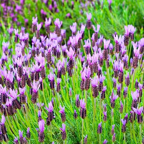 Miniatura 2 de Juego de 2 plantas de lavanda vivas, plantas de flores perennes de Lavandula para interiores y exteriores, tapones bien enraizados de 3 a 5 pulgadas