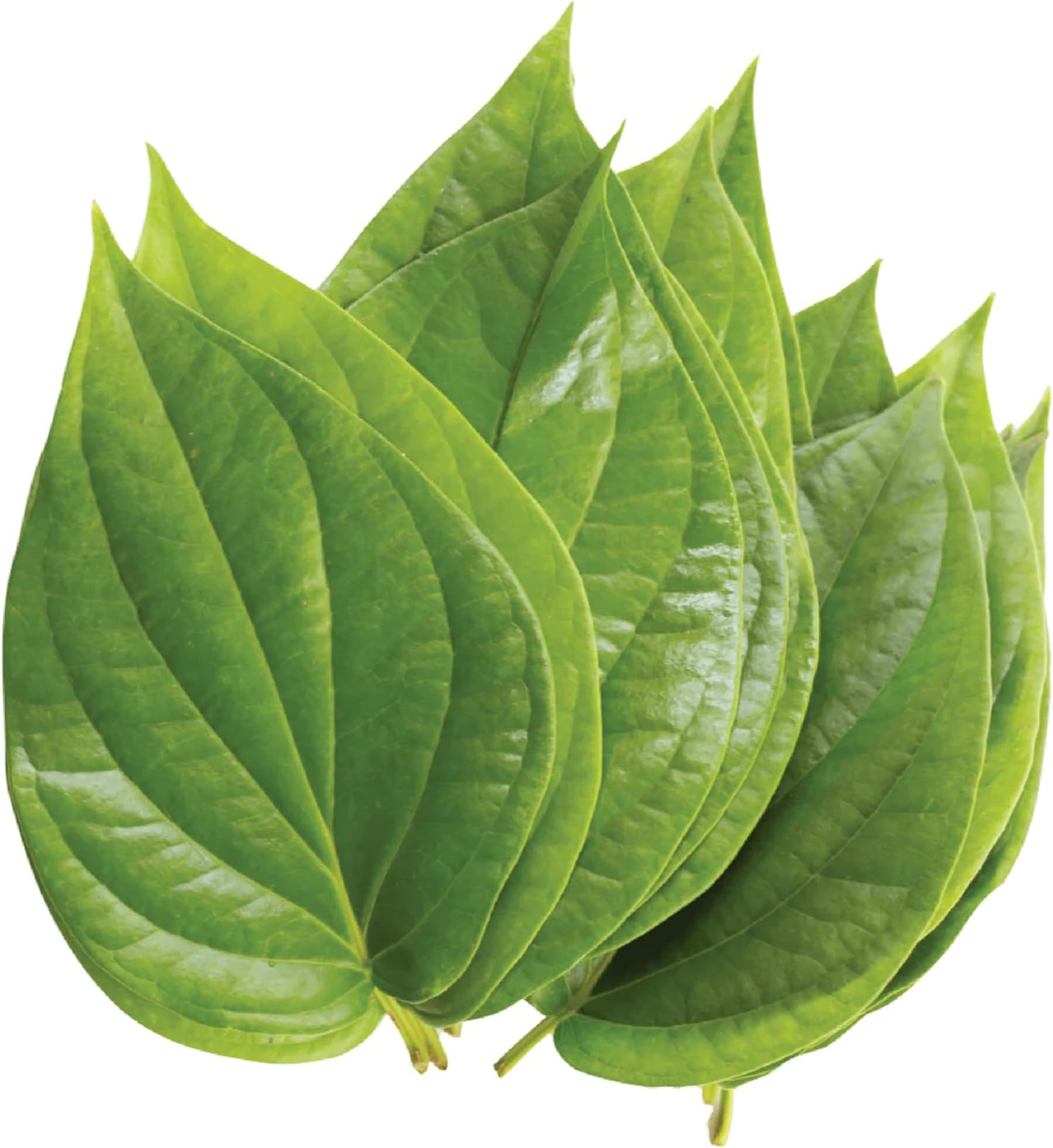 Rani Fresh Paan Leaves (10 Leaves) ~ All Natural | Vegan | Gluten Friendly | NON-GMO | Product of USA