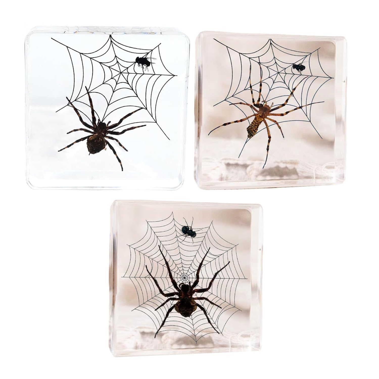Taxidermy Spider, Real Spider Specimens Paperweights for Science Education Desk Decor Display Supplies, Animal Specimen in Resin for Biology Science Classroom (3PCS, 3x3x0.8 inch)