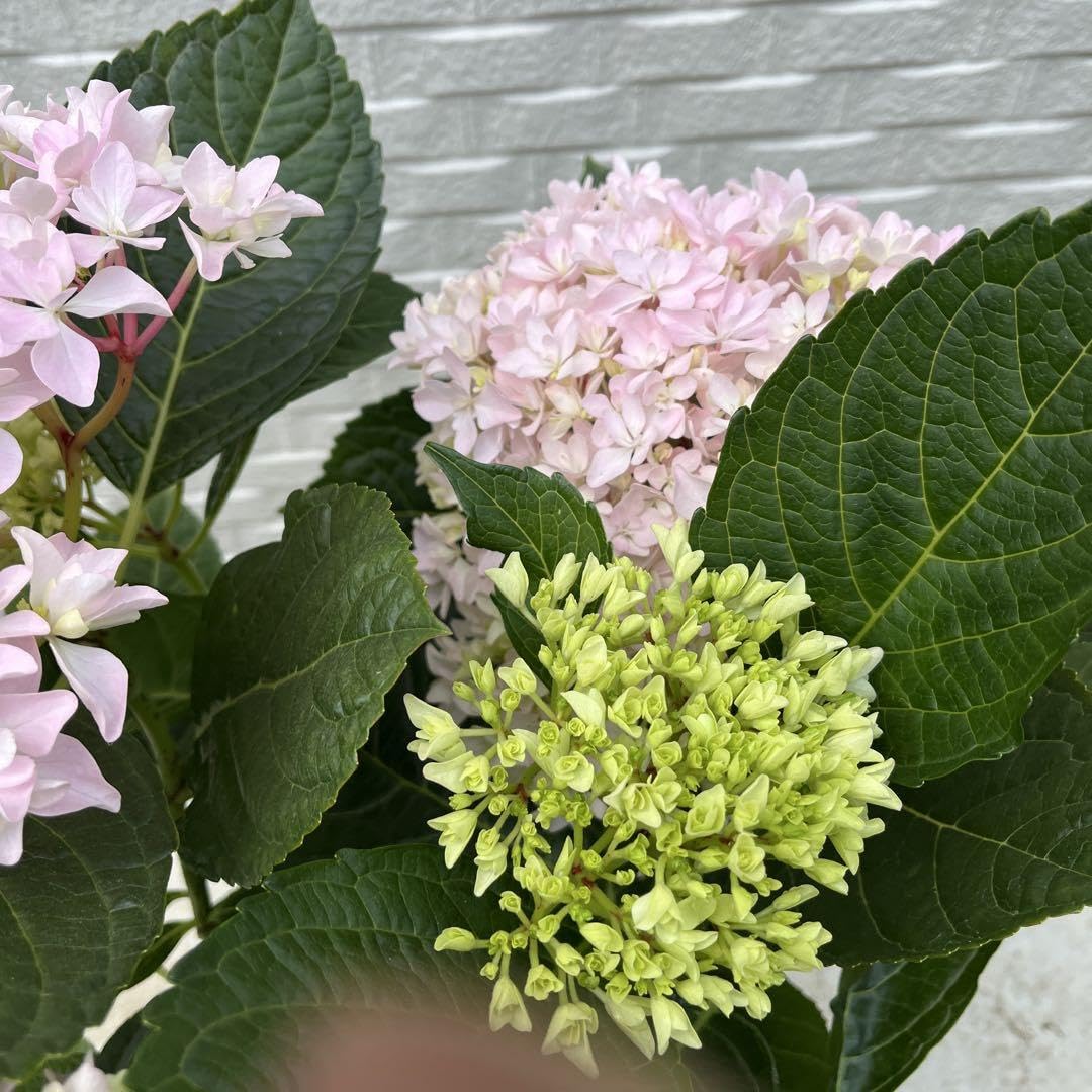 Amazon.co.jp: 紫陽花 アジサイ 桜のころ 5.5号 4 : DIY・工具・ガーデン