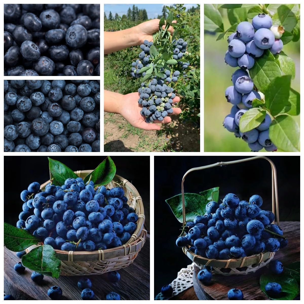 300 pcs heidelbeeren pflanzen, obst, pflanzen (Vaccinium) spalierobst,  hochbeete fr garten obstsamen, saatgut plants, sukkulenten winterhart  bonsaibaum echt, stauden winterhart mehrjhrig : Amazon.de: Garten