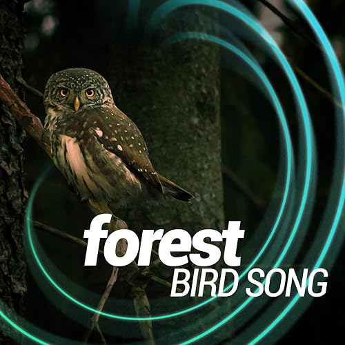 Forest Bird Song by Forest Sounds Relaxing Spa Music Singing Birds on