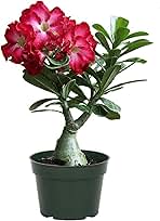 American Plant Exchange Desert Rose – Live 5-Inch Potted Flowering Succulent, Drought-Tolerant Bonsai-Style Plant for Indoor & Outdoor Gardens, Patios, and Home Décor