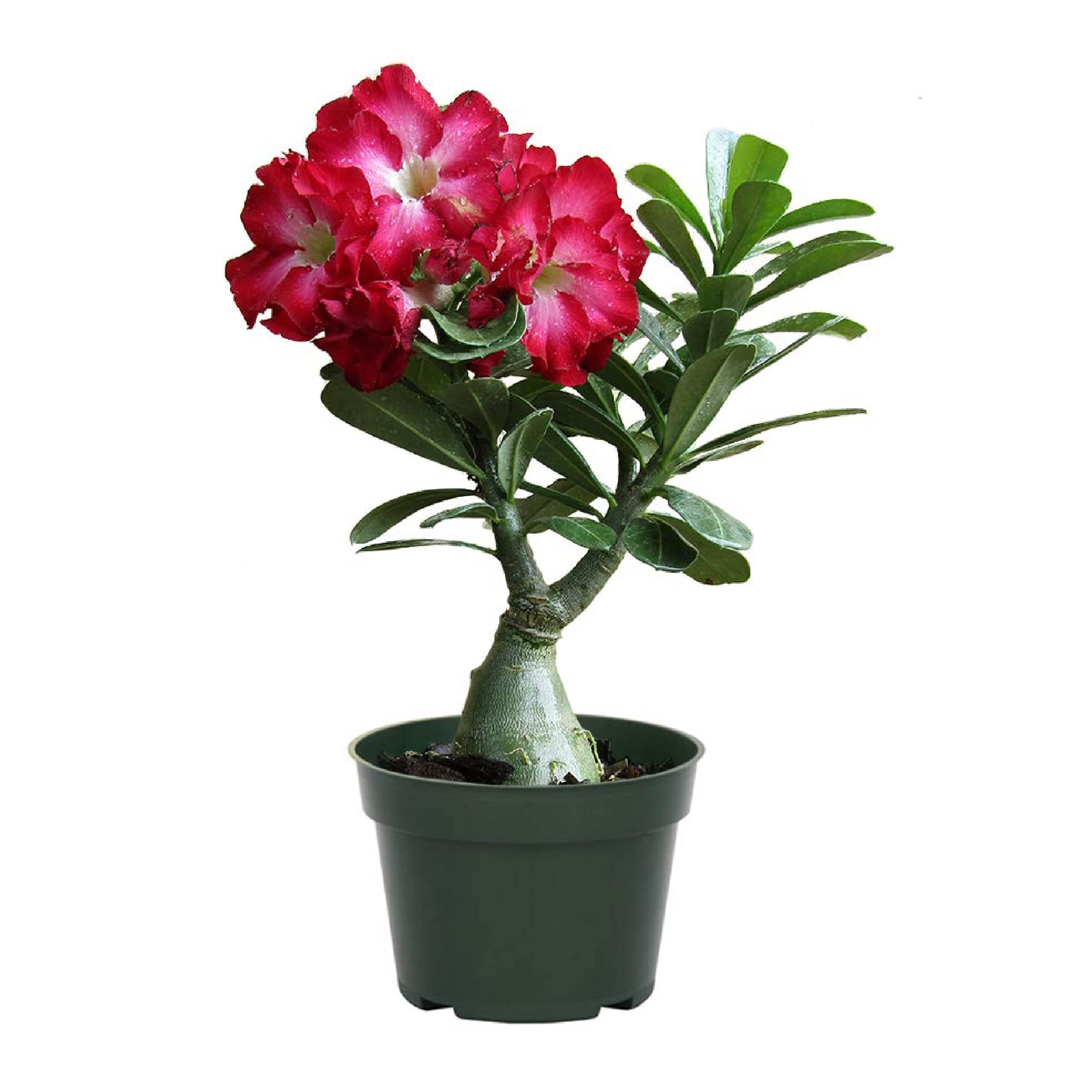 American Plant Exchange Desert Rose