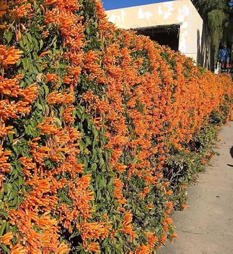 Muda De Cipó De São João Trepadeira Linda De Cor Laranja