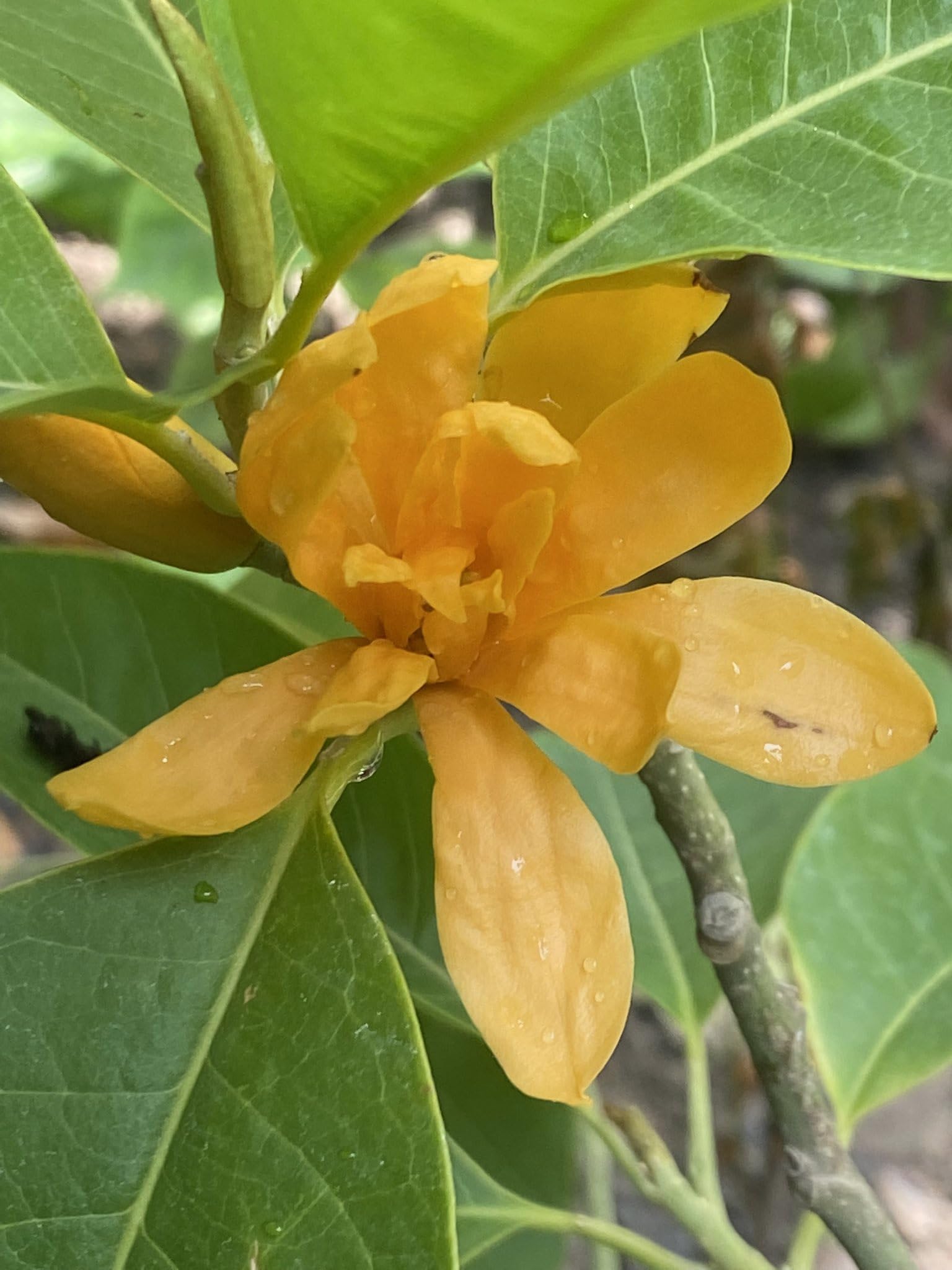 Athidhi Garden Son Champa (Michelia Champaca) Magnolia champaca Flower Plant (Orange) (B0C7TMP9NB) Amazon Price History, Amazon Price Tracker