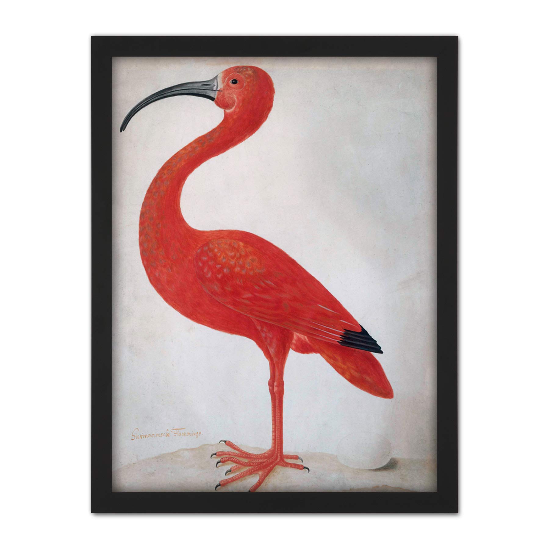 Artery8 Merian Scarlet Ibis With Egg Nature Bird Painting Artwork Framed Wall Art Print 18X24 Inch